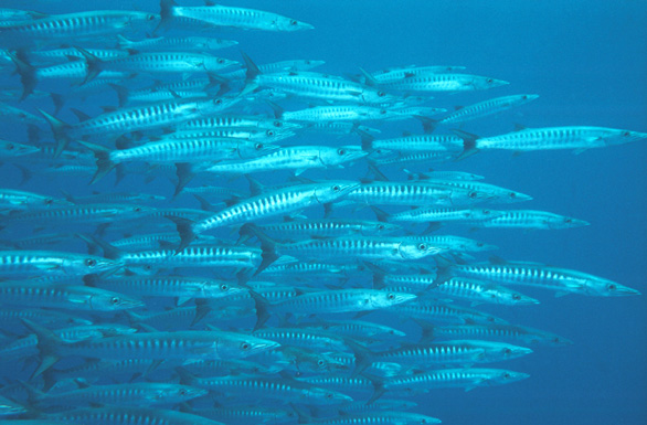 tahiti-4c