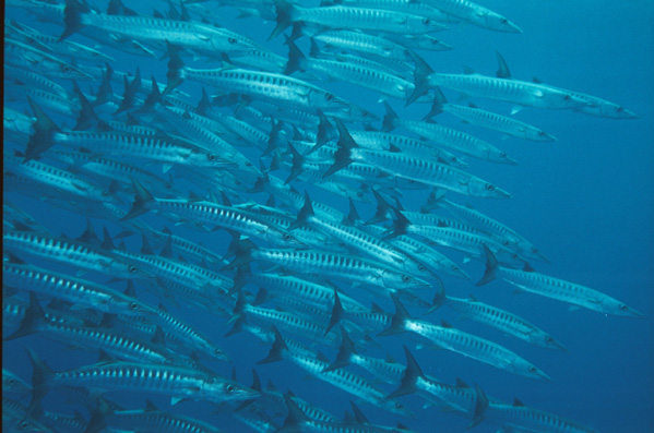 tahiti-5
