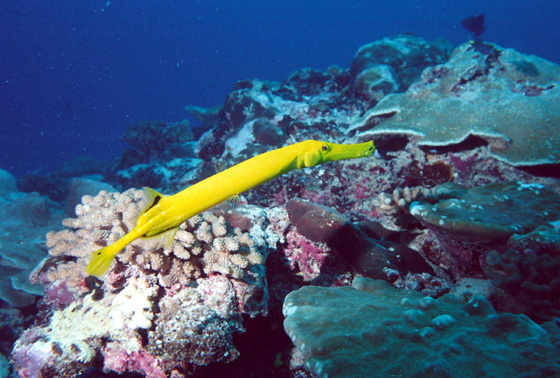 trompette