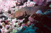 tahiti-2