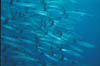 tahiti-5