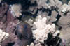 tahiti-c28