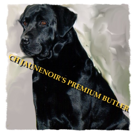 Butler was bred by Jaunenoir Kennel's and is co-owned.