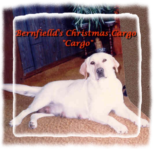 Hello, my name is Cargo, I am the senior female here and would like to thank you for visiting with us. 