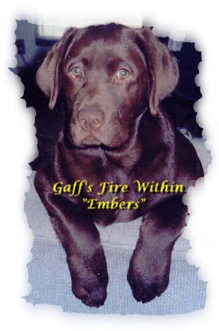 Did you know that I am the first chocolate Labrador to join the Marita clan.&nbsp; I must be special!