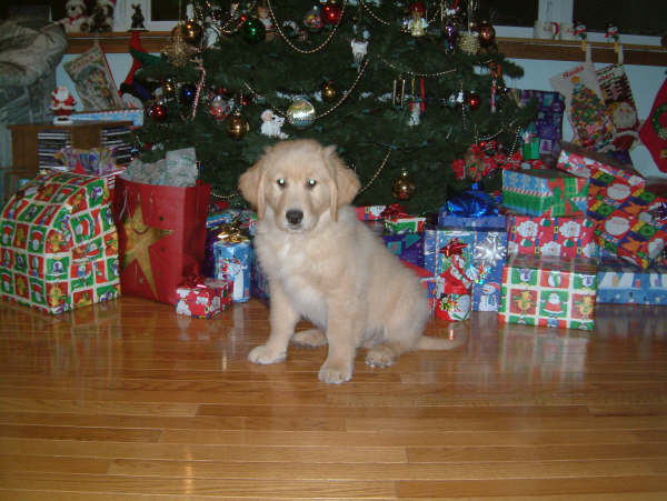 I bet he can't wait to get into those presents.