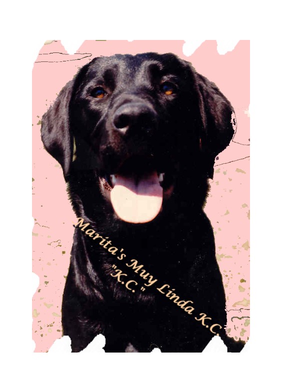 Hello, I am Marita's Muy Linda K.C., I am the litter sister to Kelly.&nbsp; W e sure have our work cut out training our latest addidtion.