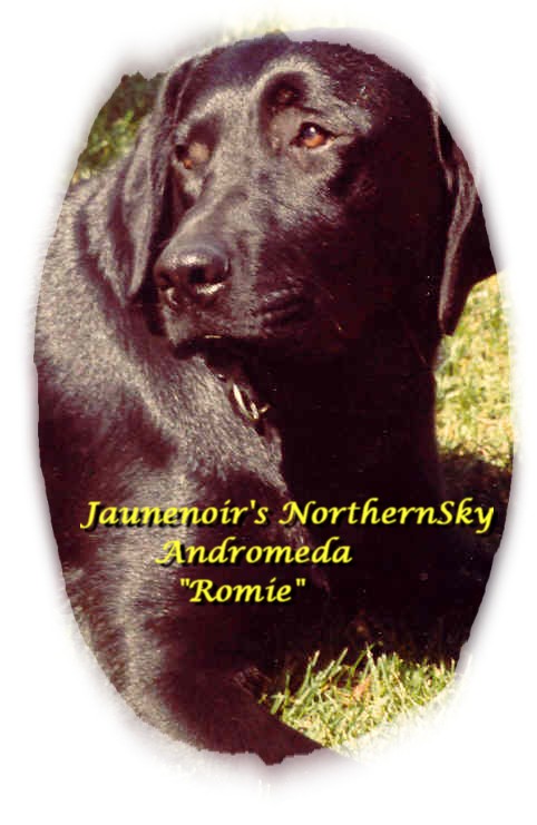 Hello my name is Romie, I was bred by Heather Dobson(Jaunenoir Reg.'d).&nbsp; I am now part of the Marita family.