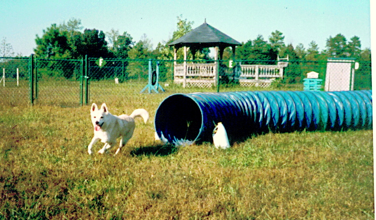 The Tunnel