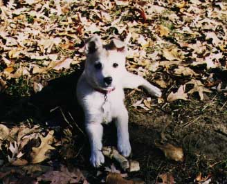 Puppy Pic