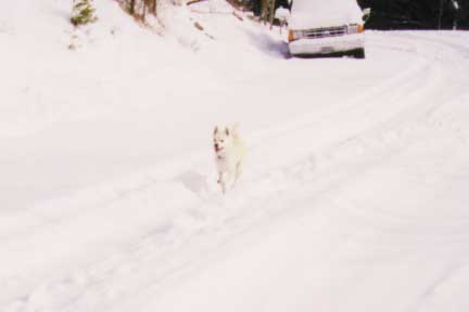 In the snow