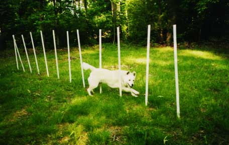 The Weave Poles