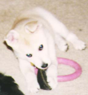 Puppy Pic