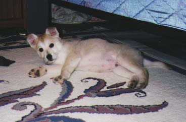 Puppy Pic