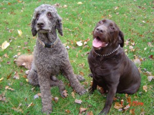 Labradoodles Michigan