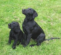 Labrador retrievere Sniper og Rosie som sm�...