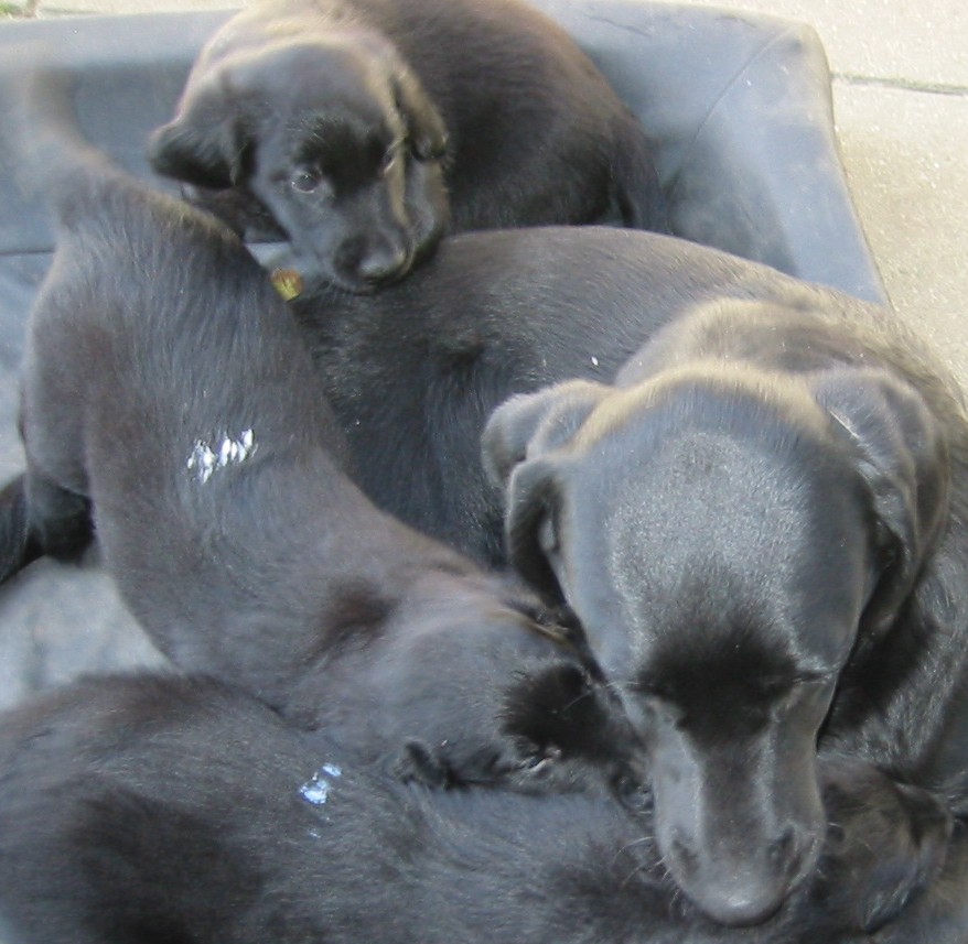 labrador retriever Sniper og flatcoated hvalpe