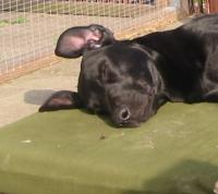 labrador retriver rosie som faraos hund