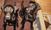 Labrador retriever Rosie og Sniper med jord p� n�sen.