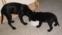 Labrador retrievere Rosie og Sniper spiser af samme sk�l.