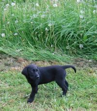 Uha! hvor er de andre henne? Sp�rger Sniper, 8 uger gammel labrador retriever.