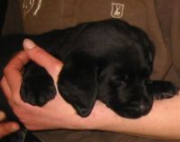 Labrador retriever Sniper kun 7 uger gammel. klik for at se stort billede.