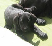 Labrador retriever hvalpe (billeder) - klik for at se flere...