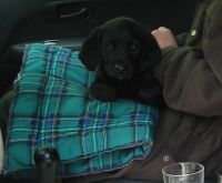 Labrador retriever Sniper p� vej hjem i bilen, kun 8 uger gammel. Tjek de store �rer! :o)