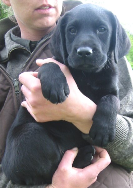 Labrador retriever hundehvalp 8 uger gammel.