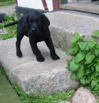 Labrador retriever Sniper balancerer p� d�rtrinet. klik for stort billede.