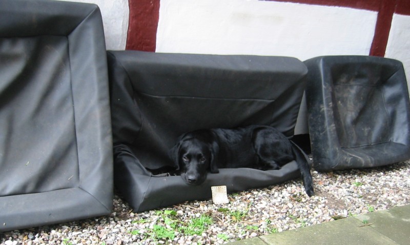 Labrador i lodret petlounger