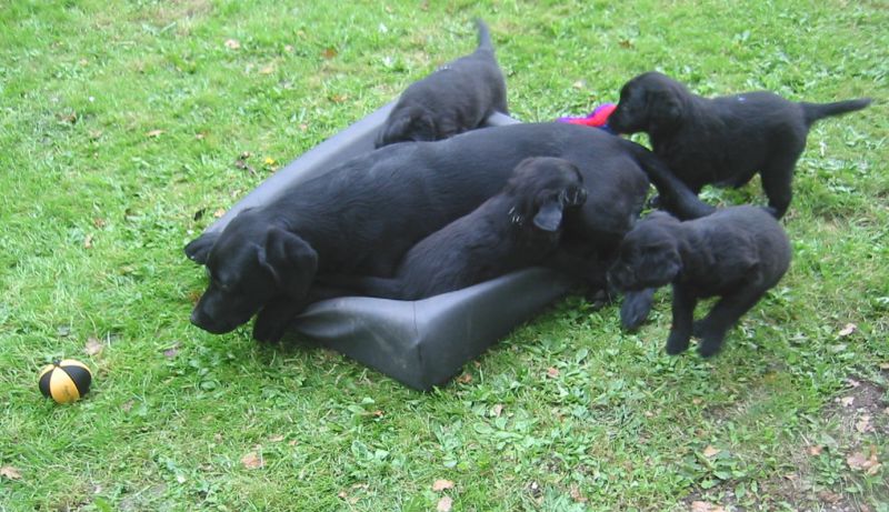 labrador retriver hval og flatcoated retriever hvalpe.