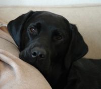 Labrador retriever (klik p� billedet for stor udgave)