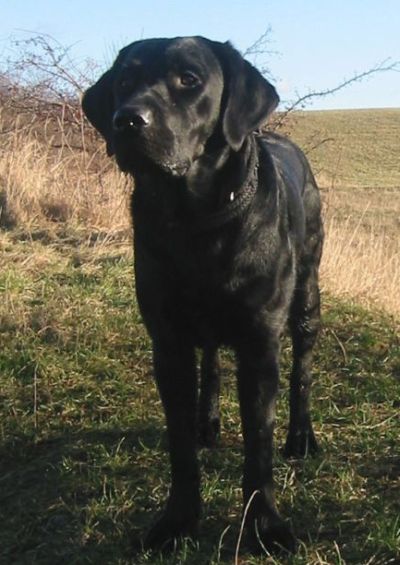 Labrador retriever Sniper i aftensolen