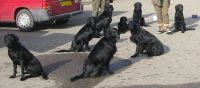 seven flat-coated retrievers and me