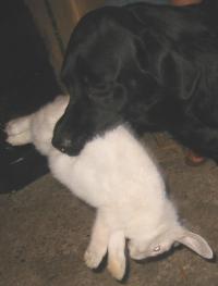retriever med sin f�rste kanin!