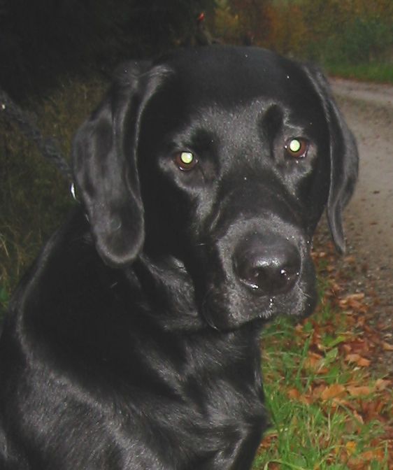 Sniper er en labrador retriever jagthund