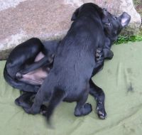 Her er beviset! Jeg kan banke Rosie! 