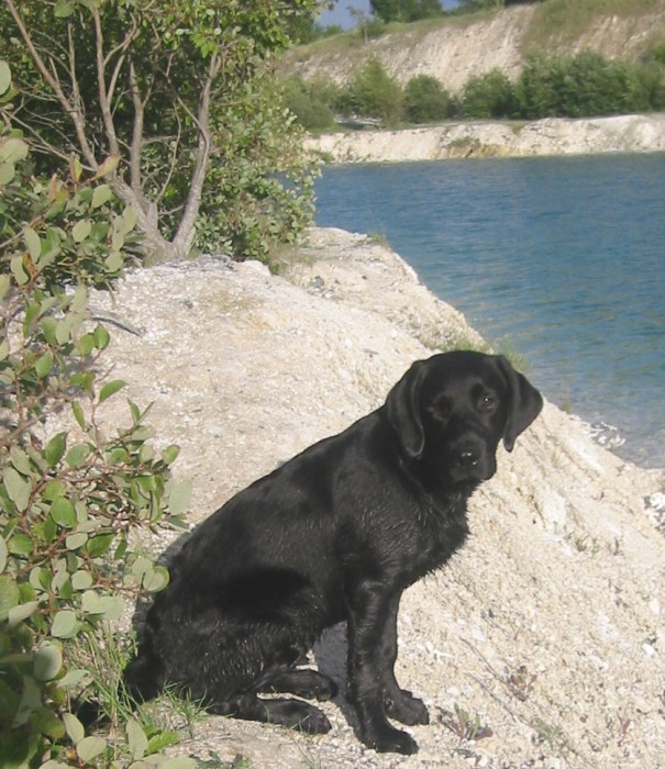 Laberador retriver Sniper sidder ved vandet