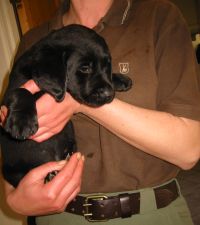 Sniper kun 7 uger gammel labrador retriever hvalp.