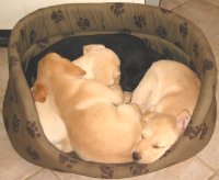 labrador retriever billeder