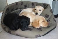 Sniper og labardor retriever s�skende i pote-seng. Klik for at se stort billede.