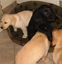 Klik for stort billede af labrador retriever hvalpe.