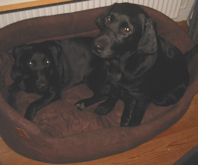 Labrador retriever Rosie og Sniper