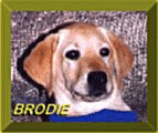 Brodie