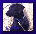 Elton