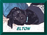 Elton