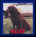 Alley