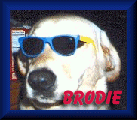 Brodie
