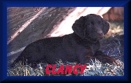 Clancy